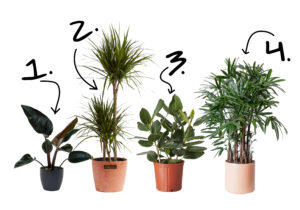 Trendy Plants 2023